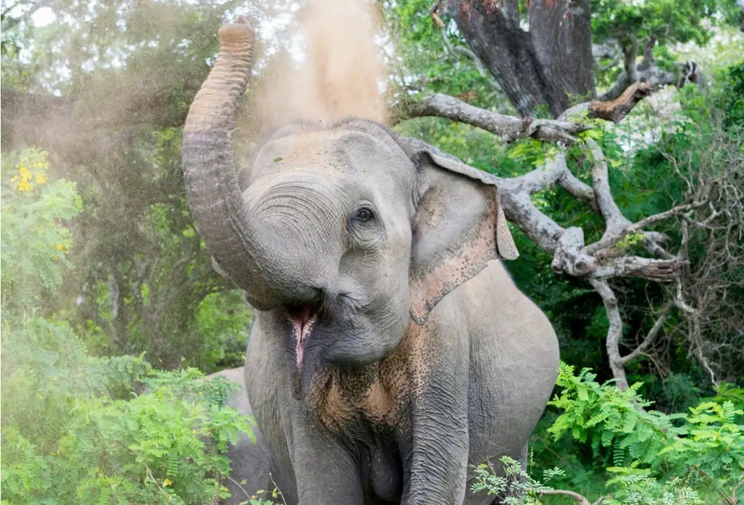 Éléphant sauvage dans un parc national au Sri Lanka