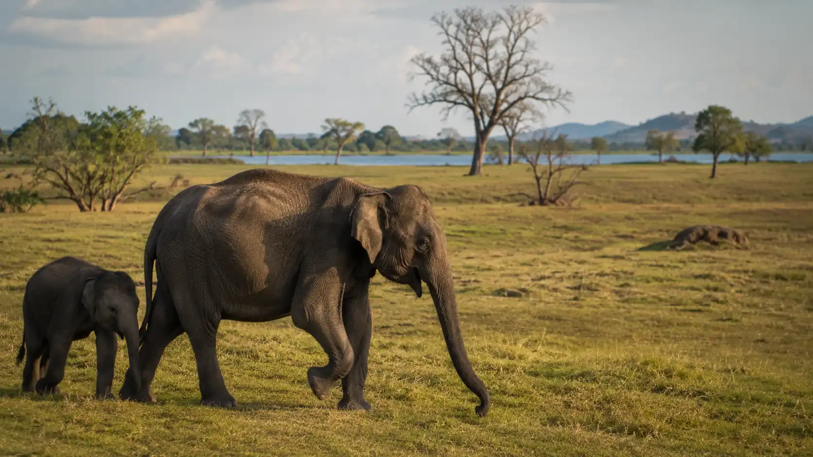 Éléphants dans le parc national d’Udawalawe au Sri Lanka dans une vaste plaine naturelle